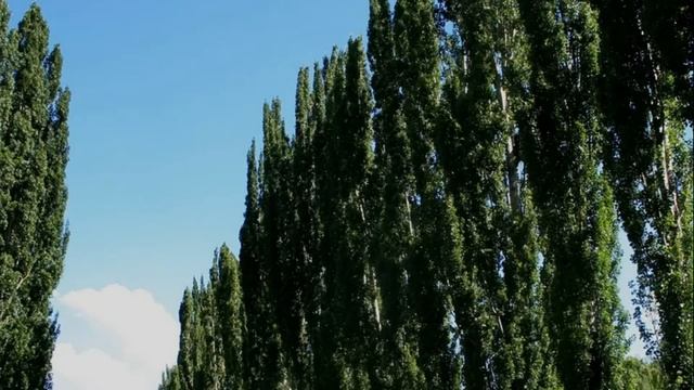 Почему в СССР повсюду сажали тополя!? [ Секрет Тополей Раскрыт ] смотреть онлайн