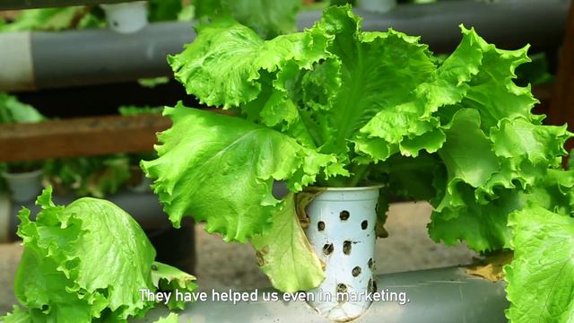 KCB FOUNDATION NIKO WAKS PROGRAMME – Caroline Awour, Agriculture Beneficiary”