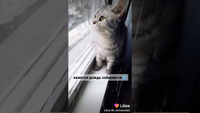 вот как определить погоду по котику? смотреть онлайн