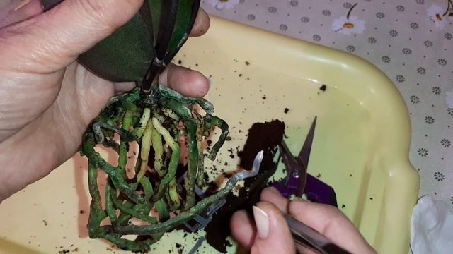 У Новой Орхидеи Вянут и Опадают Бутоны | Что с Корнями Орхидеи? | Phal. Dusty Belle смотреть онлайн