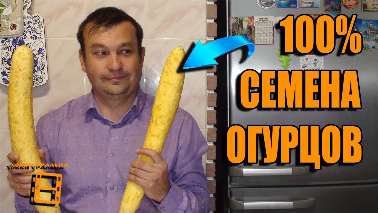 СЕМЕНА ОГУРЦОВ СО 100% ВСХОЖЕСТЬЮ. САД (ОГОРОД) И ТЕПЛИЦА смотреть онлайн