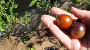 Сорт томата Синие ключи 12,08,23