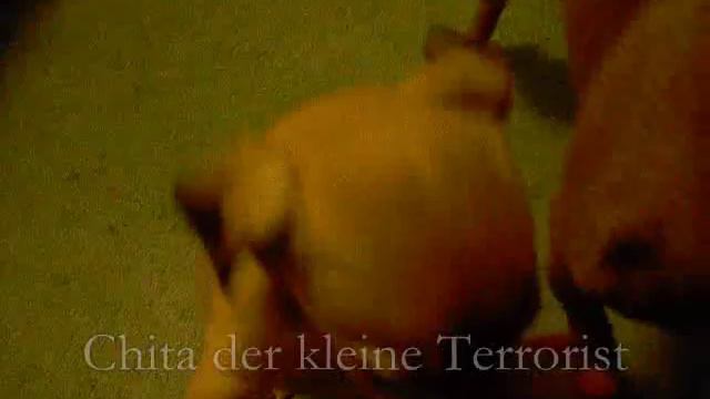 Chita der Terrorist смотреть онлайн