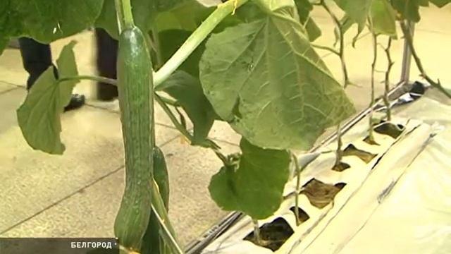 IZOVOL AGRO на региональной выставке "БелгородАГРО 2014" смотреть онлайн