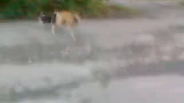 Пёсопёс смотреть онлайн