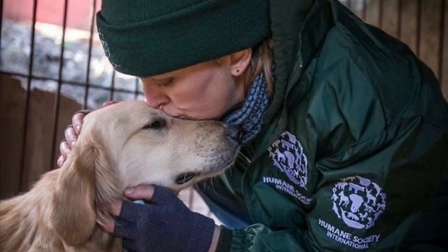 Защитники животных спасли сто семьдесят собак от убоя в Южной Корее смотреть онлайн
