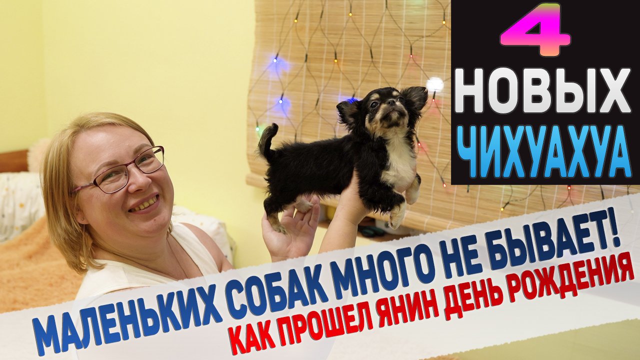 Чихуахуа захватывают наш дом! смотреть онлайн