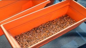 Как вырастить рассаду капусты белокочанной.