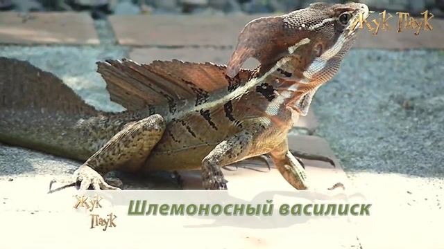 НЕОБЫЧНЫЕ ЖИВОТНЫЕ, живущие в лесах АМАЗОНКИ! смотреть онлайн