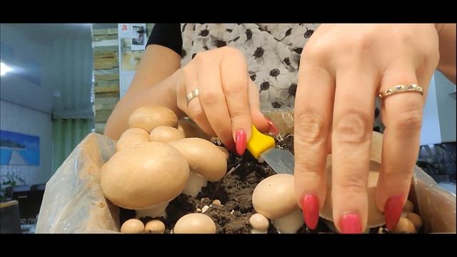 vlog?? ИДЕЯ УЖИНА.БИО ПРОДУКТ. ГРИБОЧКИ И СПАГЕТТИ АЛЬ ДЕНТЕ ПО ОСОБОМУ РЕЦЕПТУ.ДЕЛЮСЬ НОВОСТЯМИ. смотреть онлайн