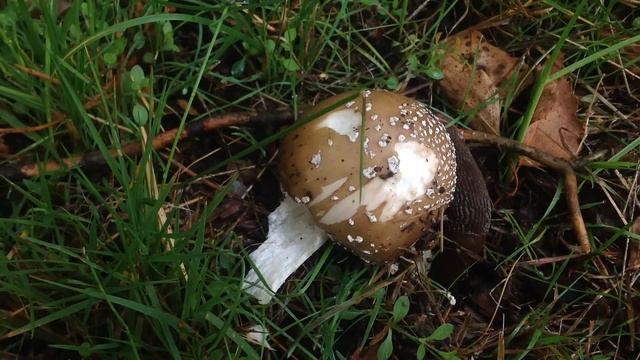 Panterflugsvamp – Amanita pantherina смотреть онлайн