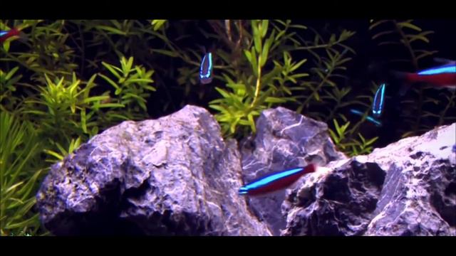 Голубые неоны Волоколамск смотреть онлайн