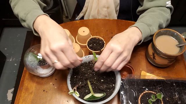 Gardening Together Ep 20: African Violets смотреть онлайн