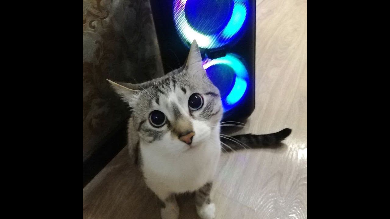 Колонка взбесилась? смотреть онлайн