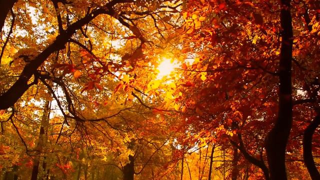 Romantic Poetry Music • Relaxing Music, Guitar Music, Violin Music, Cello Music, Piano Music смотреть онлайн