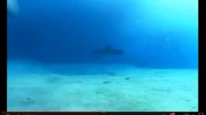 Звуки Дельфинов  Супер Релакс  Dolphins Relaxing Music