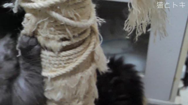 スコティッシュフォールド猫の赤ちゃんかわいい子猫動画 смотреть онлайн