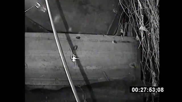Araheus spider is spinning wave смотреть онлайн