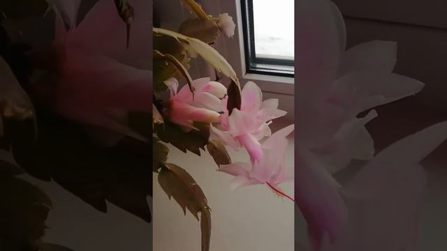 Цветы в ноябре. смотреть онлайн