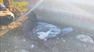 Индоутки «Гримо» французская тяжелая линия. В раннем возрасте КРУПНЫЕ СЕЛЕЗНИ И УТКИ?