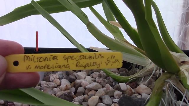 Orchids with Fusarium, my "treatment' смотреть онлайн