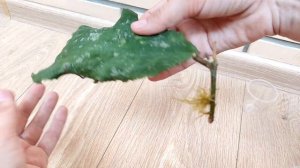 Распаковка посылки с хойей Ундулатой. Капризна ли Ундулата?! Результат после укоренения и посадки