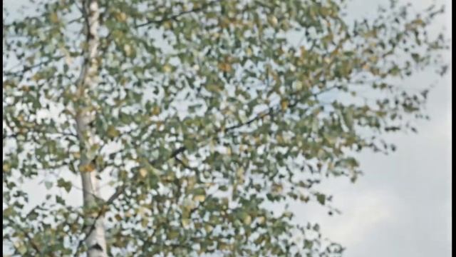 Пёс Барбос и необычный кросс 1961_Цветной смотреть онлайн