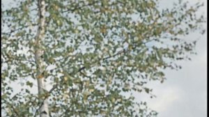 Пёс Барбос и необычный кросс 1961_Цветной