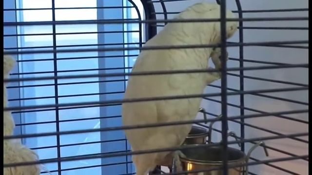 Красивый большой белый попугай Какаду смотреть онлайн