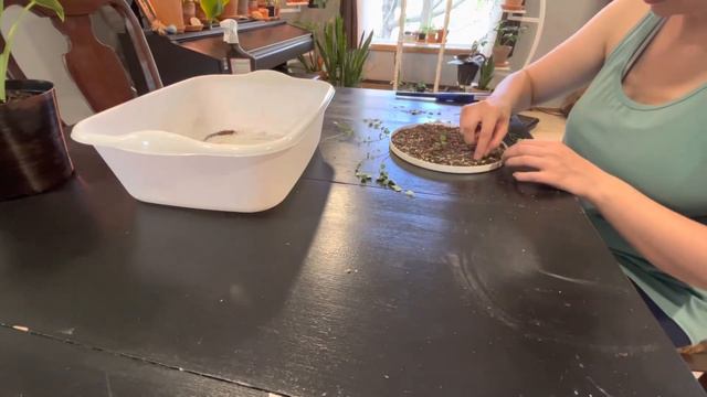 weekend plant finds | relaxing repot смотреть онлайн