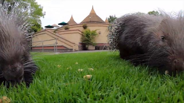 Crested Porcupines Go On A Snack Quest Through Zoo смотреть онлайн