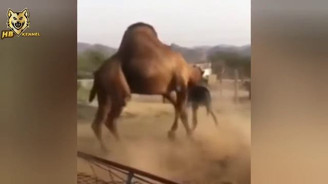 5 Most Epic Donkey Attacks Caught on Camera | Donkey vs Camel , Bull , Alligator смотреть онлайн
