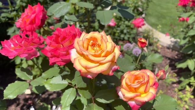 Dream Come True Rose ｜Amazing Color Changing ｜玫瑰：梦想成真｜记录颜色变化全过程｜超美耐晒勤花 смотреть онлайн