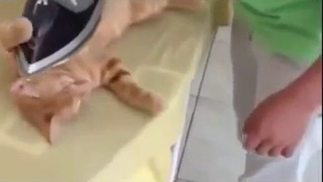 Кот любитель утюга! Cat iron lover смотреть онлайн