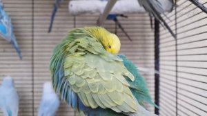 Учим попугая говорить "Кеша, птичка, привет!" ? Урок для попугая