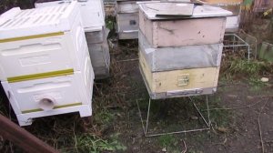 подготовка пчел к зиме и ошибки пчеловода