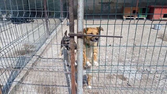 Собаки, умные собаки! Для них все двери открыты! смотреть онлайн