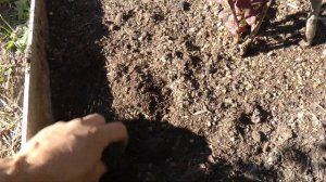 Мульчирование голубики соломой