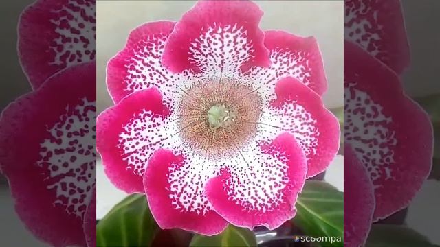 глоксинии в цвету смотреть онлайн