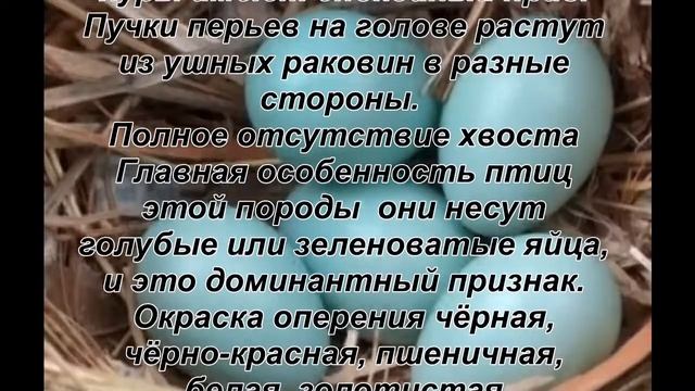 Пасхальные яйца от несушек смотреть онлайн