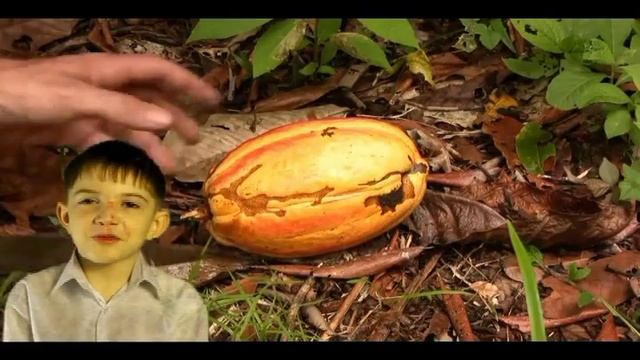 История возникновения и производства шоколада