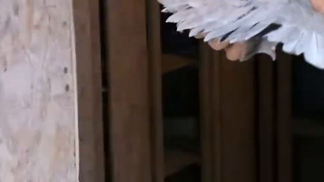 Для разведения смотреть онлайн