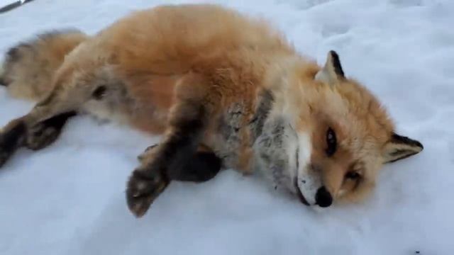 Differences between the Arctic fox, Red fox, and Grey fox species смотреть онлайн