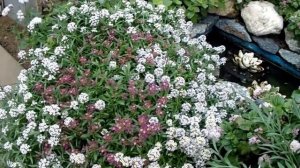 Лобелия каскад и лобулярия?Цветение и уход?Lobelia, and aromatic lobularia