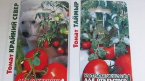 Томаты низкорослые.ТАЙМЫР И КРАЙНИЙ СЕВЕР.Не требуют формирования,стрессоустойчивые.
