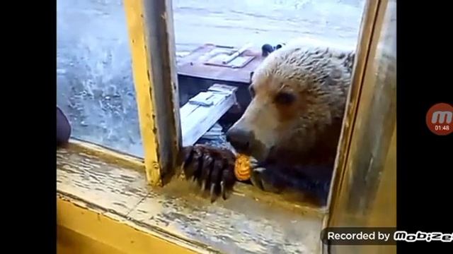Вот какие медведи в России ? смотреть онлайн