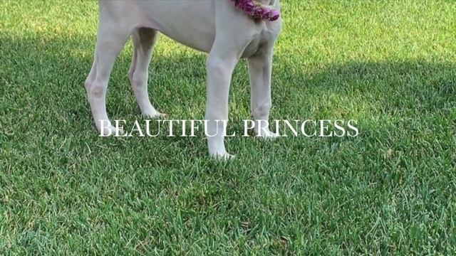 SZAFFI ADRIENN/DOBERMAN/FOR SALE/PINK DOBERMAN GIRLS/WHITE DOBERMAN