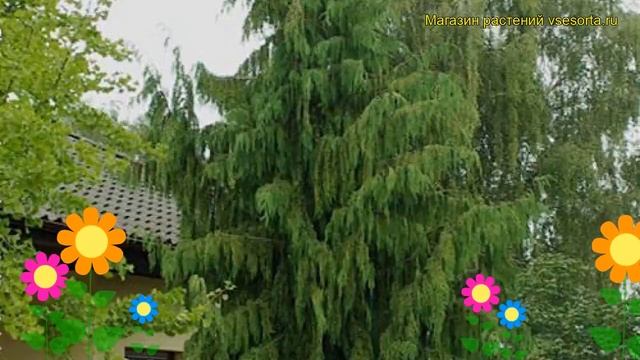 Кипарисовик нутканский Пендула. Краткий обзор, описание chamaecyparis nootkatensis Pendula смотреть онлайн