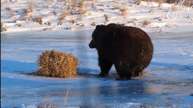 Медведь. Тренировка смотреть онлайн