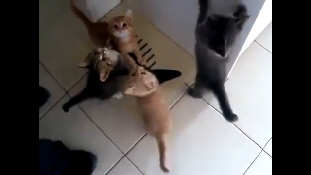 'Очень Голодные' котята смотреть онлайн